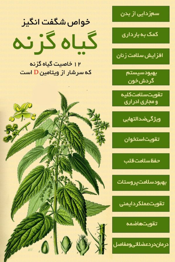 گياه گزنه